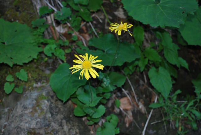 Doronicum columnae